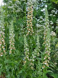 Image result for Digitalis lanata