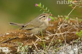 Image result for Phylloscopus schwarzi