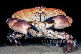 Image result for Cancer pagurus