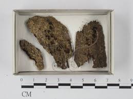 Attēlu rezultāti vaicājumam “Perichaena depressa”