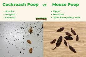 Image result for insect poop