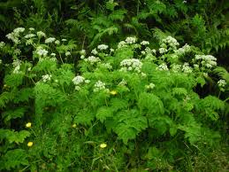Attēlu rezultāti vaicājumam “Chaerophyllum aromaticum flower”