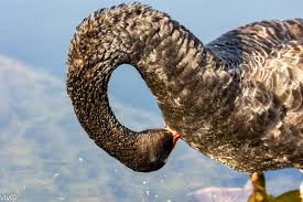 Attēlu rezultāti vaicājumam “Cygnus cygnus adult”