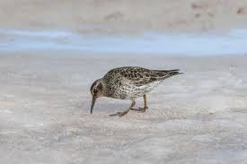 Attēlu rezultāti vaicājumam “Calidris maritima adult”