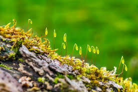 Attēlu rezultāti vaicājumam “sporophyte”