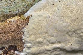 Attēlu rezultāti vaicājumam “Perenniporia subacida”