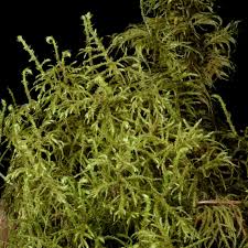 Attēlu rezultāti vaicājumam “Hylocomiastrum umbratum”