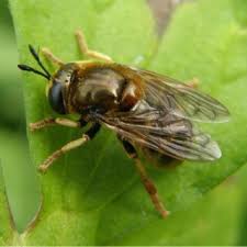 Attēlu rezultāti vaicājumam “Sericomyia lappona”