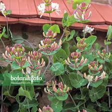 Attēlu rezultāti vaicājumam “Lonicera caprifolium”