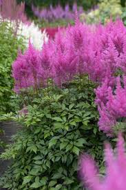 Image result for Astilbe