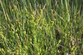 Attēlu rezultāti vaicājumam “Carex lepidocarpa”