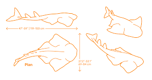 Image result for Squatina dumeril