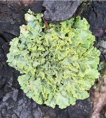 Attēlu rezultāti vaicājumam “Vulpicida pinastri”