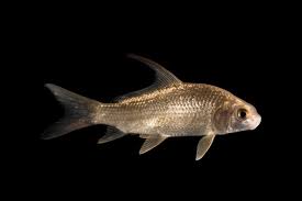 Image result for Carpiodes cyprinus