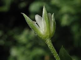 Attēlu rezultāti vaicājumam “Moehringia trinervia bud”