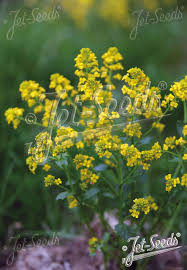 Attēlu rezultāti vaicājumam “Barbarea vulgaris subsp. arcuata flower”