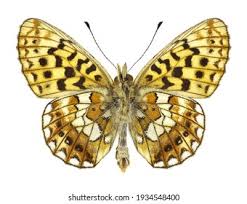 Attēlu rezultāti vaicājumam “Clossiana euphrosyne”