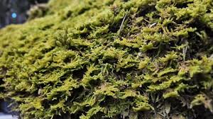 Attēlu rezultāti vaicājumam “Brachythecium salebrosum sporophyte”