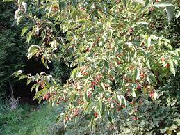 Attēlu rezultāti vaicājumam “Malus baccata fruit”