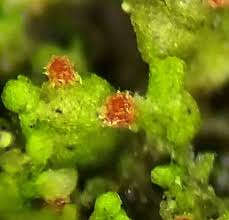 Attēlu rezultāti vaicājumam “Octosporella jungermanniarum”