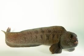 Image result for Anarhichas lupus