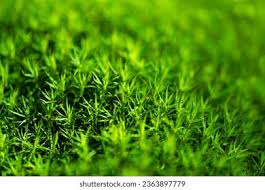 Attēlu rezultāti vaicājumam “Pogonatum urnigerum macro”