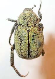 Attēlu rezultāti vaicājumam “Hoplia parvula”