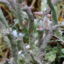 Attēlu rezultāti vaicājumam “Cladonia botrytes”