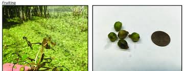 Attēlu rezultāti vaicājumam “Hydrocharis morsus-ranae fruit”