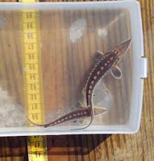 Image result for Acipenser oxyrinchus oxyrinchus