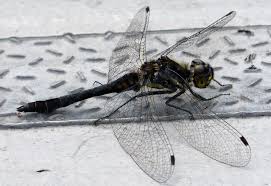 Attēlu rezultāti vaicājumam “Sympetrum danae”