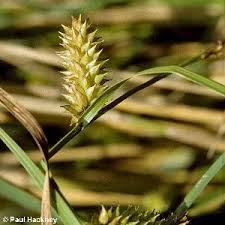 Attēlu rezultāti vaicājumam “Carex vesicaria”