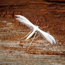 Attēlu rezultāti vaicājumam “Pterophorus pentadactyla”