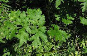 Attēlu rezultāti vaicājumam “Heracleum sphondylium subsp. sibiricum leaf”