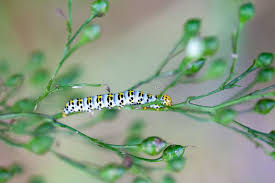 Attēlu rezultāti vaicājumam “Shargacucullia scrophulariae larva”