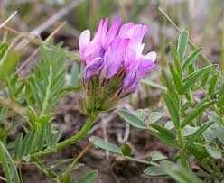 Attēlu rezultāti vaicājumam “Astragalus danicus flower”