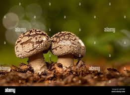 Attēlu rezultāti vaicājumam “Amanita excelsa”