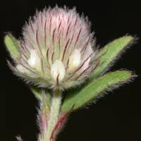 Attēlu rezultāti vaicājumam “Trifolium arvense flower”