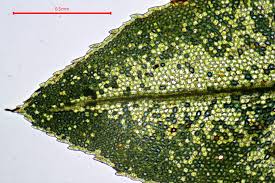 Attēlu rezultāti vaicājumam “Mnium stellare”
