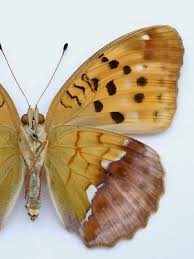 Attēlu rezultāti vaicājumam “Argynnis laodice underside”