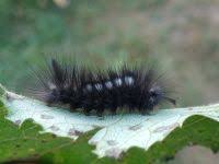 Attēlu rezultāti vaicājumam “Gynaephora selenitica”