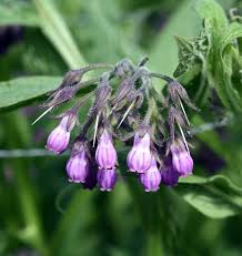Attēlu rezultāti vaicājumam “Symphytum officinale flower”