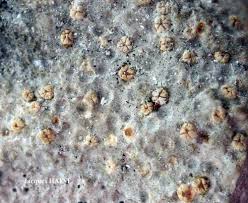 Attēlu rezultāti vaicājumam “Petractis sp.”