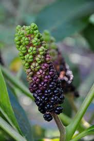 Attēlu rezultāti vaicājumam “Phytolacca acinosa”