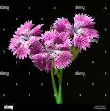 Image result for Steinnelke