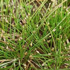 Attēlu rezultāti vaicājumam “Eleocharis uniglumis leaf”