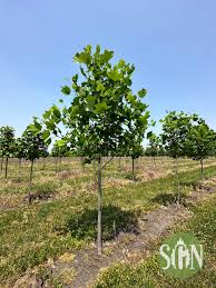 Attēlu rezultāti vaicājumam “Liriodendron tulipifera”