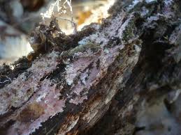 Attēlu rezultāti vaicājumam “Steccherinum fimbriatum”