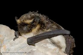 Attēlu rezultāti vaicājumam “Vespertilio murinus”