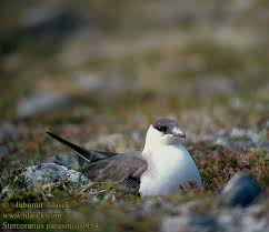 Attēlu rezultāti vaicājumam “Stercorarius parasiticus”